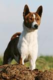 BASENJI 041